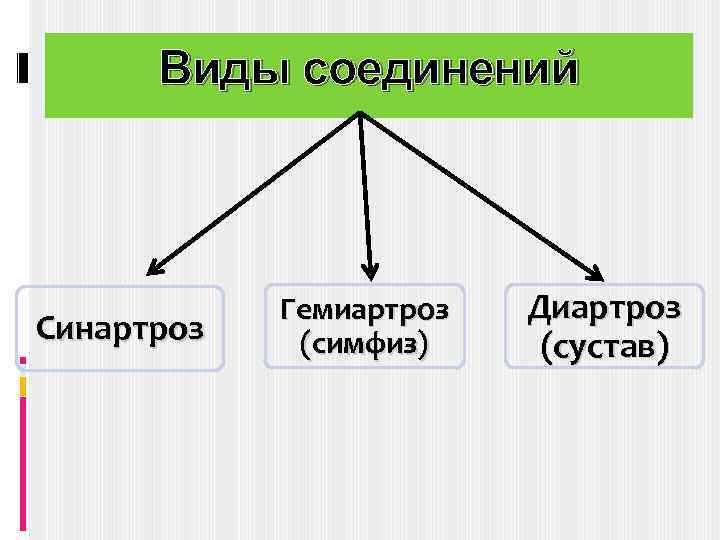 Виды соединений Синартроз Гемиартроз (симфиз) Диартроз (сустав) 