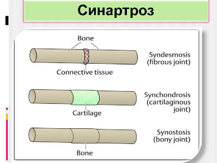 Синартроз 