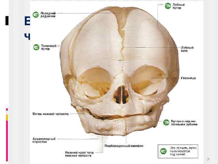 Возрастные особенности черепа Соотношение мозгового и лицевого черепа у новорожденного 7 