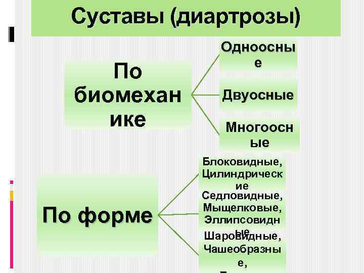 Суставы (диартрозы) По биомехан ике По форме Одноосны е Двуосные Многоосн ые Блоковидные, Цилиндрическ