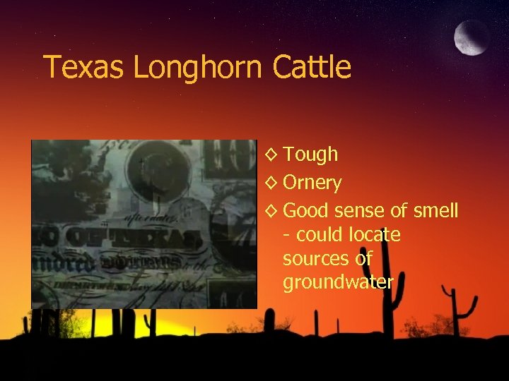 Texas Longhorn Cattle ◊ Tough ◊ Ornery ◊ Good sense of smell - could