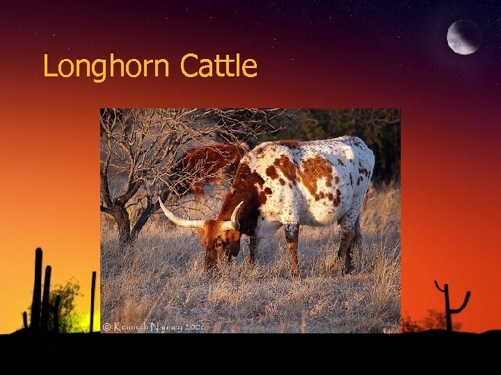 Longhorn Cattle 