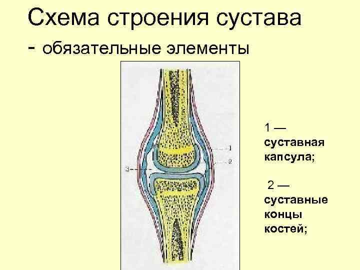 Основные элементы сустава схема