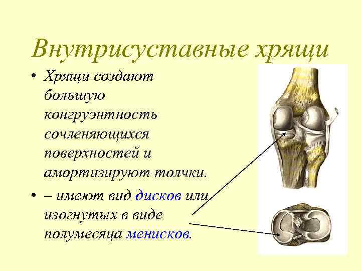 Внутрисуставные хрящи • Хрящи создают большую конгруэнтность сочленяющихся поверхностей и амортизируют толчки. • –