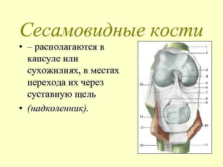Сесамовидные кости • – располагаются в капсуле или сухожилиях, в местах перехода их через