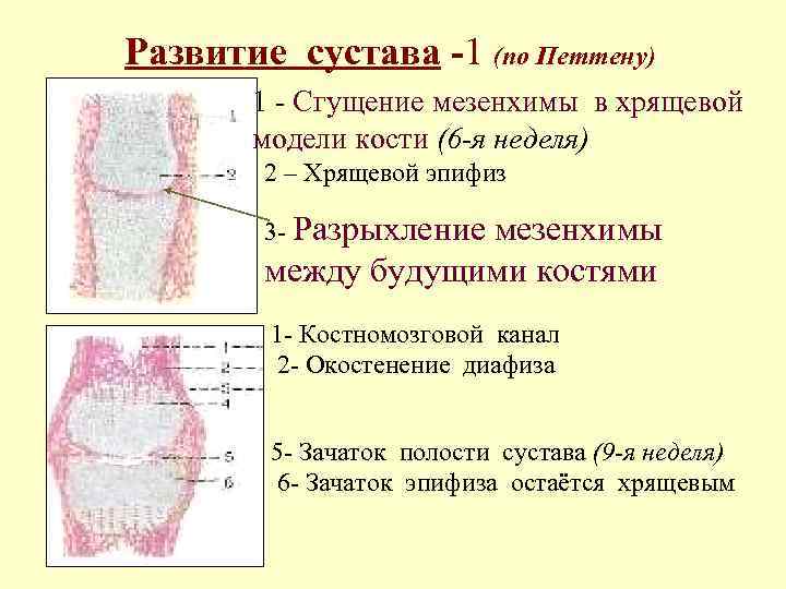 Развитие сустава -1 (по Петтену) 1 - Сгущение мезенхимы в хрящевой модели кости (6