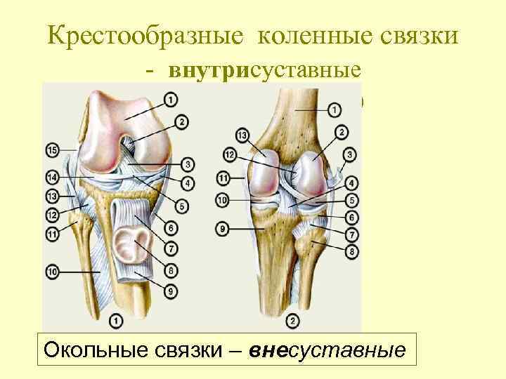 Крестообразные коленные связки - внутрисуставные (внутрикапсульные) Окольные связки – внесуставные 
