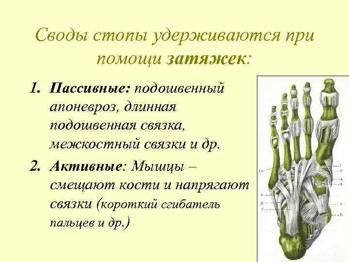 Своды стопы удерживаются при помощи затяжек: 1. Пассивные: подошвенный апоневроз, длинная подошвенная связка, межкостный
