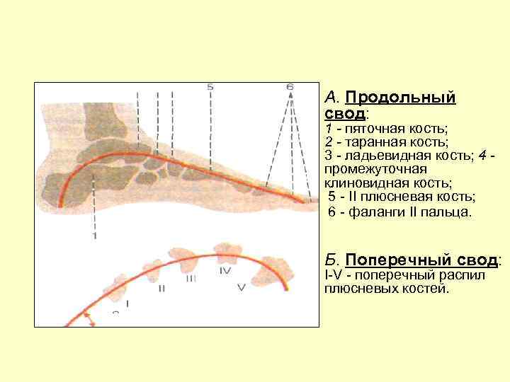 А. Продольный свод: 1 - пяточная кость; 2 - таранная кость; 3 - ладьевидная