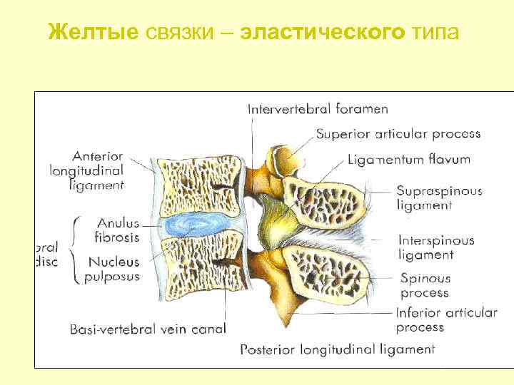 Желтые связки – эластического типа 