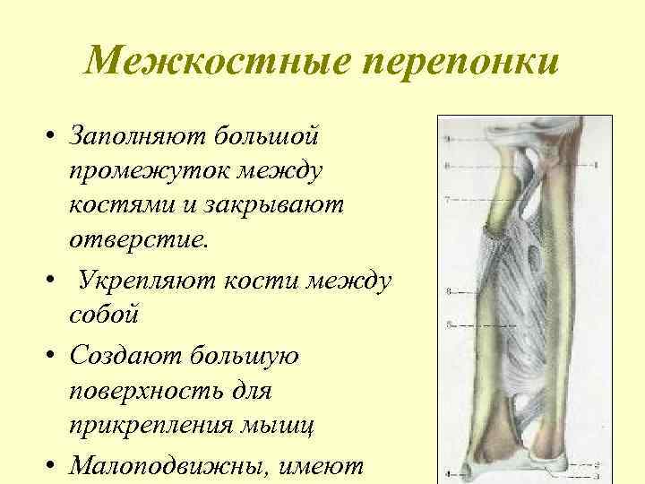 Межкостные перепонки • Заполняют большой промежуток между костями и закрывают отверстие. • Укрепляют кости