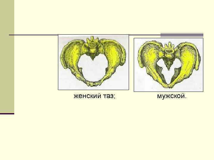 женский таз; мужской. 
