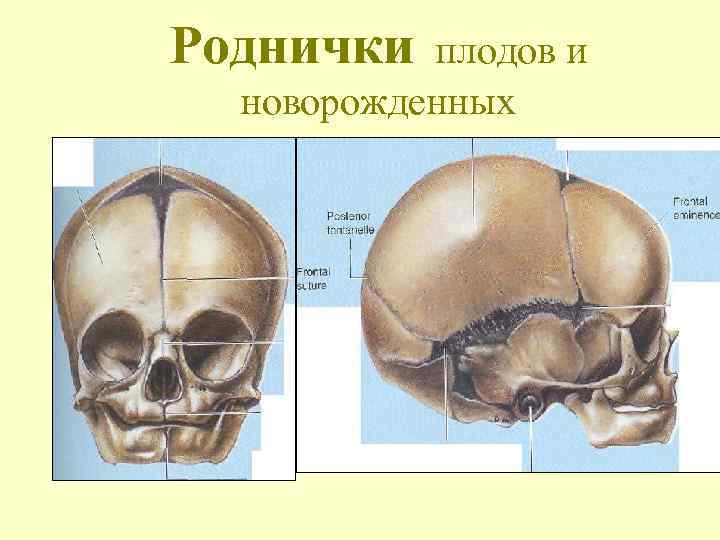 Роднички плодов и новорожденных 