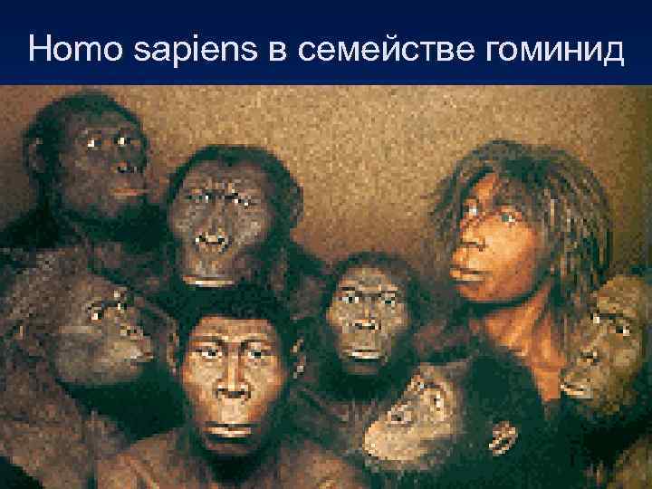 Homo sapiens в семействе гоминид 