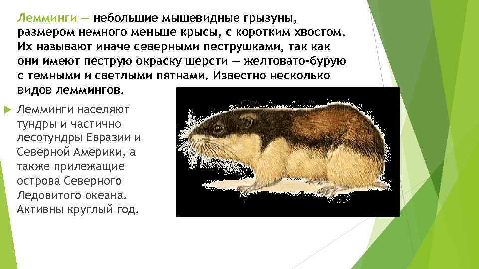 Лемминги — небольшие мышевидные грызуны, размером немного меньше крысы, с коротким хвостом. Их называют