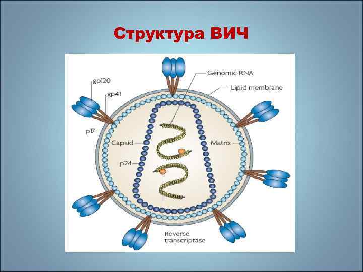 Структура ВИЧ 