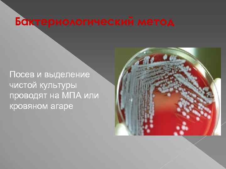Бактериологический метод Посев и выделение чистой культуры проводят на МПА или кровяном агаре 