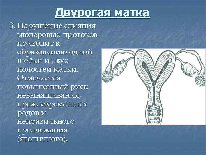 Двурогая матка 3. Нарушение слияния мюлеровых протоков приводит к образованию одной шейки и двух