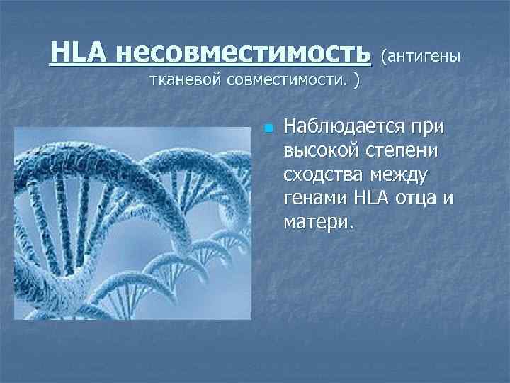 HLA несовместимость (антигены тканевой совместимости. ) n Наблюдается при высокой степени сходства между генами