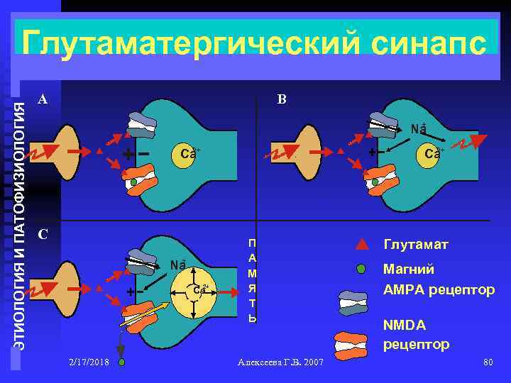 ЭТИОЛОГИЯ И ПАТОФИЗИОЛОГИЯ Глутаматергический синапс A B + Na 2+ Ca C + Na