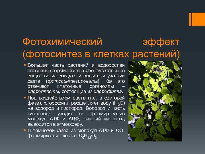 Фотохимический эффект (фотосинтез в клетках растений) § Большая часть растений и водорослей способна формировать