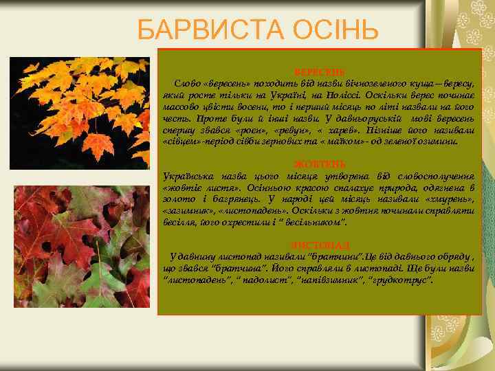 БАРВИСТА ОСІНЬ ВЕРЕСЕНЬ Слово «вересень» походить від назви вічнозеленого куща—вересу, який росте тільки на