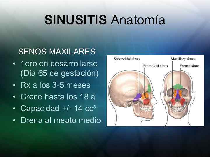 SINUSITIS Anatomía • • • SENOS MAXILARES 1 ero en desarrollarse (Día 65 de