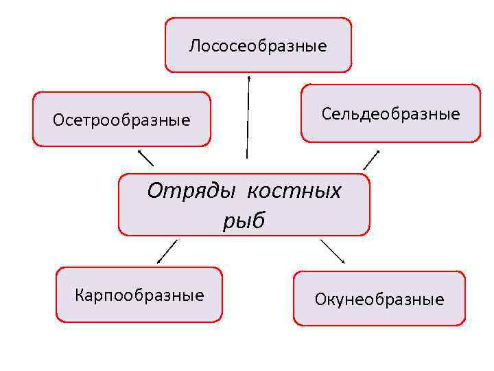 Класс костные рыбы презентация