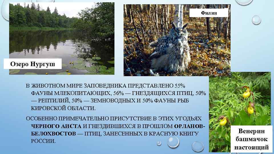 Филин Озеро Нургуш В ЖИВОТНОМ МИРЕ ЗАПОВЕДНИКА ПРЕДСТАВЛЕНО 55% ФАУНЫ МЛЕКОПИТАЮЩИХ, 56% — ГНЕЗДЯЩИХСЯ