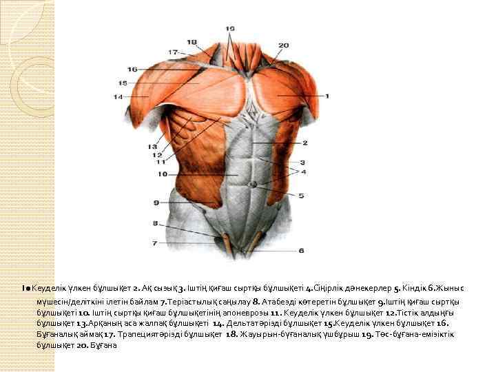 . 1 Кеуделік үлкен бұлшықет 2. Ақ сызық 3. Іштің қиғаш сыртқы бұлшықеті 4.