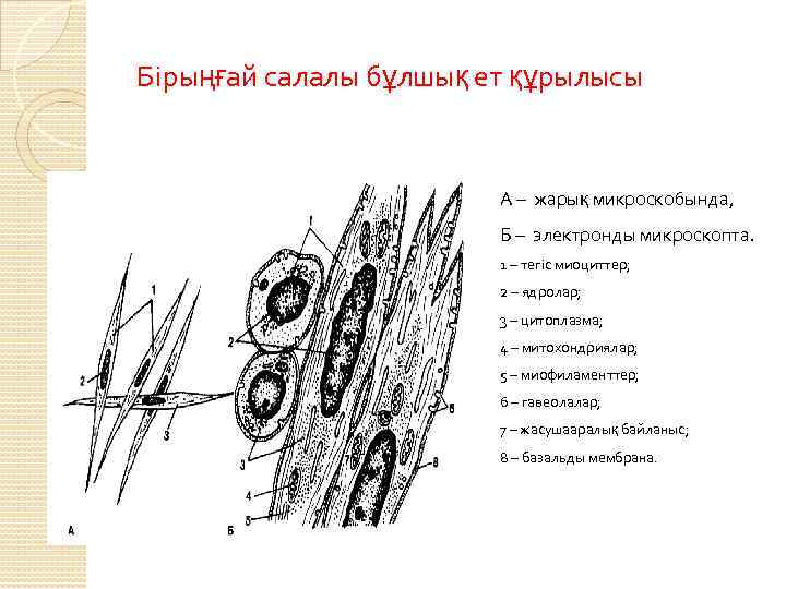 Бірыңғай салалы бұлшық ет құрылысы А – жарық микроскобында, Б – электронды микроскопта. 1