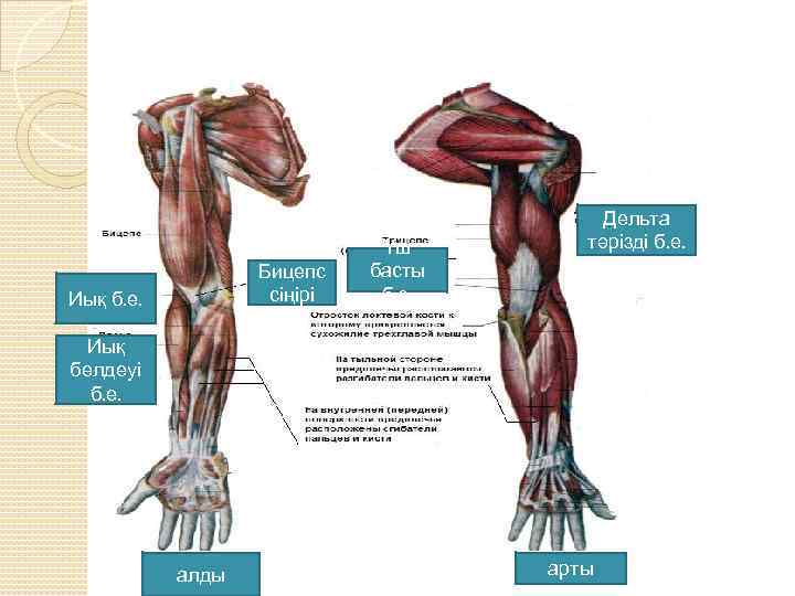 Бицепс сіңірі Иық б. е. Үш басты б. е. Дельта тәрізді б. е. Иық