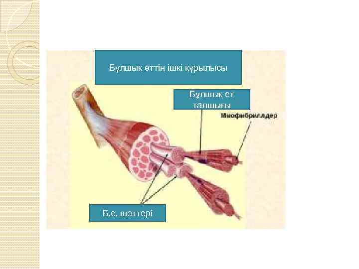 Бұлшық еттің ішкі құрылысы Бұлшық ет талшығы Б. е. шеттері 