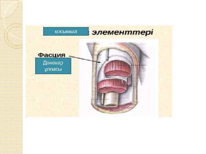 қосымша Дәнекер ұлпасы 