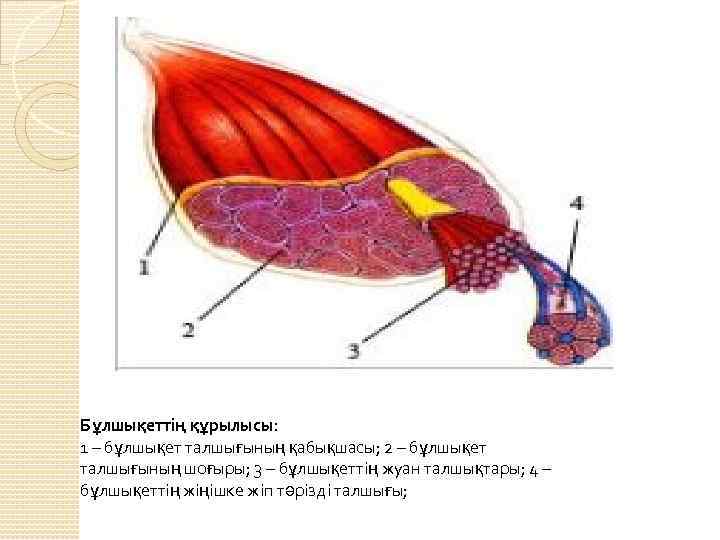 Бұлшықеттің құрылысы: 1 – бұлшықет талшығының қабықшасы; 2 – бұлшықет талшығының шоғыры; 3 –