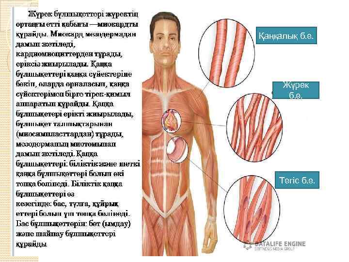 Қаңқалық б. е. Жүрек б. е. Тегіс б. е. 