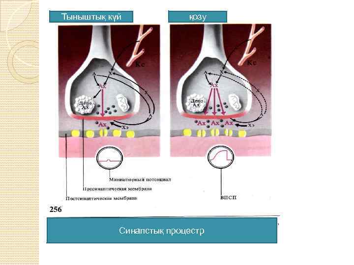 Тыныштық күй қозу Синапстық процестр 