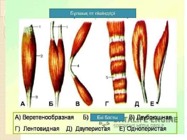 Бұлшық ет пішіндері Екі басты 