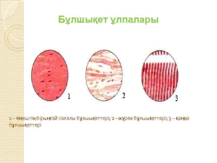 Бұлшықет ұлпалары 1 – өңештің бірыңғай салалы бұлшықеттері; 2 –жүрек бұлшықеттері; 3 – қаңқа