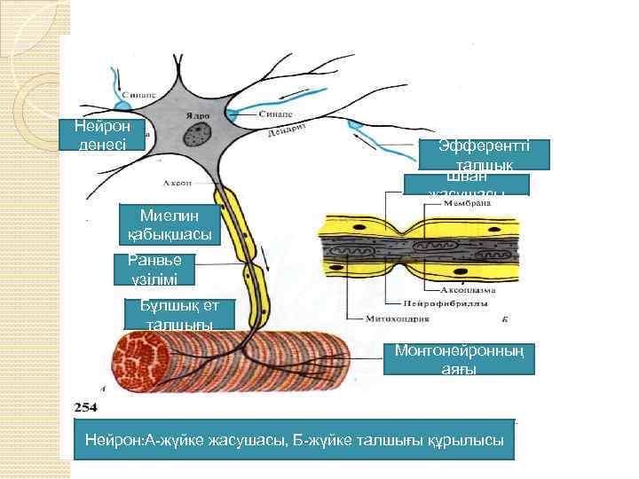 Нейрон денесі Эфферентті талшық Шван жасушасы Миелин қабықшасы Ранвье үзілімі Бұлшық ет талшығы Монтонейронның