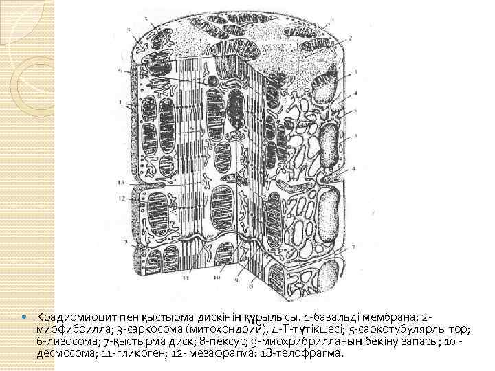  Крадиомиоцит пен қыстырма дискінің қүрылысы. 1 -базальді мембрана: 2 миофибрилла; 3 -саркосома (митохондрий),