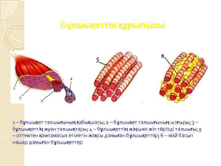  Бұлшықеттің құрылысы 1 – бұлшықет талшығының қабықшасы; 2 – бұлшықет талшығының шоғыры; 3