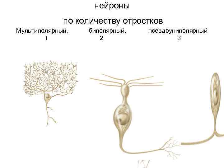 нейроны по количеству отростков Мультиполярный, 1 биполярный, 2 псевдоуниполярный 3 