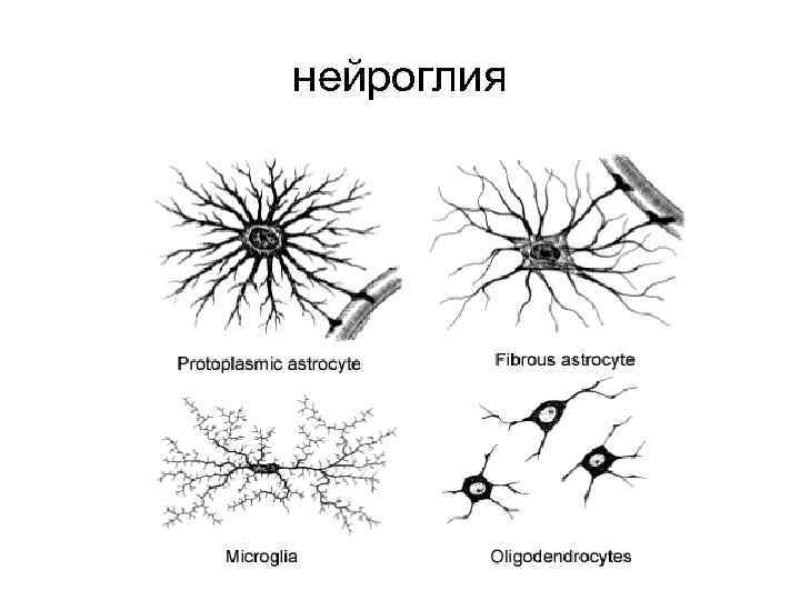 нейроглия 