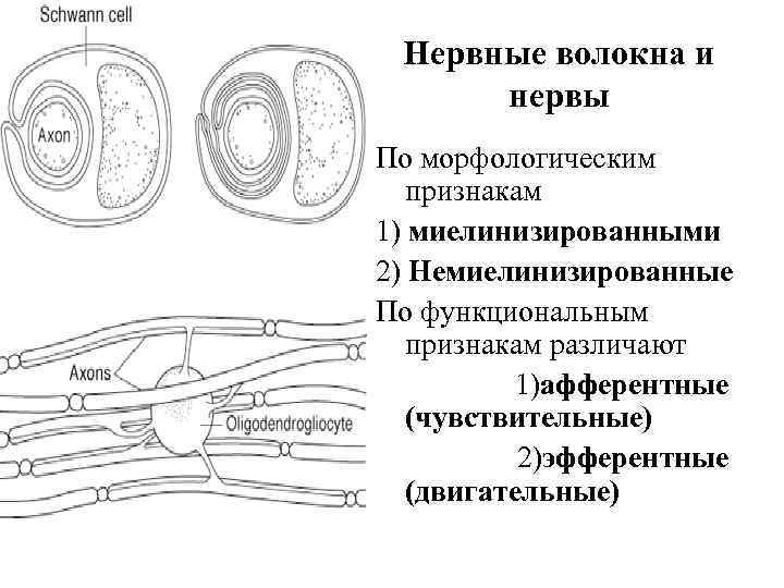 Нервные волокна и нервы По морфологическим признакам 1) миелинизированными 2) Немиелинизированные По функциональным признакам