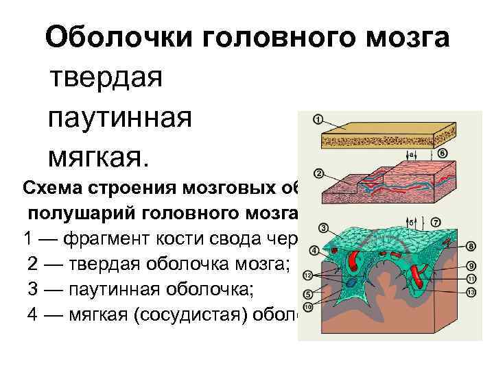 Оболочки головного мозга