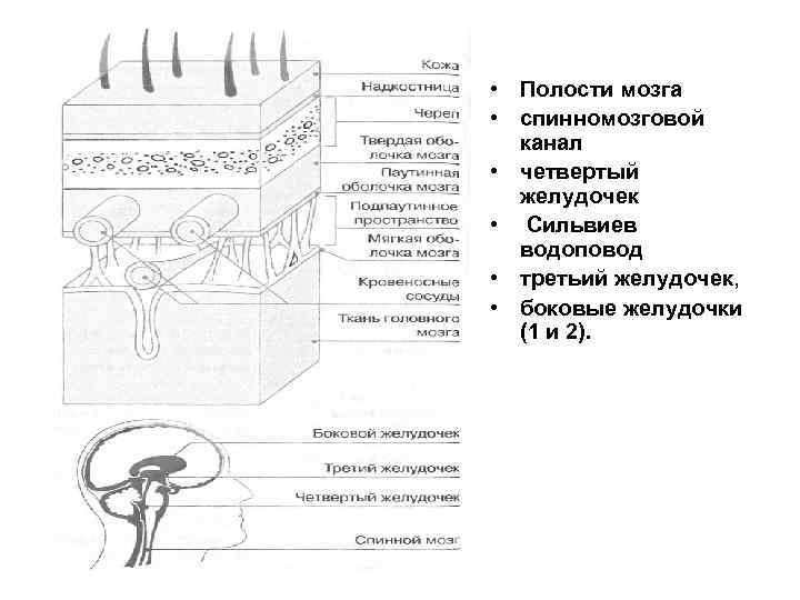  • Полости мозга • спинномозговой канал • четвертый желудочек • Сильвиев водоповод •