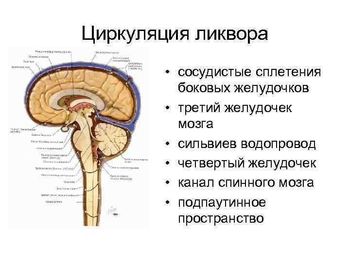 Циркуляция ликвора • сосудистые сплетения боковых желудочков • третий желудочек мозга • сильвиев водопровод