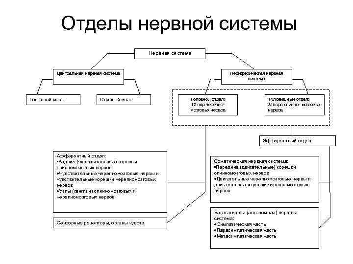 Отделы нервной системы Нервная система Центральная нервная система Головной мозг Спинной мозг Периферическая нервная