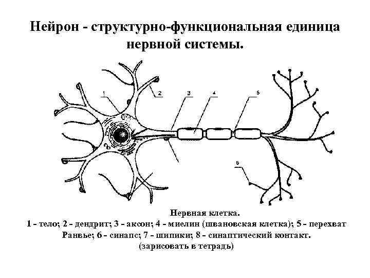 Нейрон - структурно-функциональная единица нервной системы. Нервная клетка. 1 - тело; 2 - дендрит;